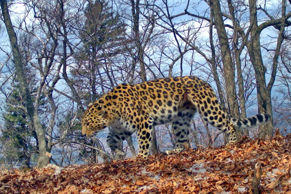 Леопардесса Борте вернулась из Китая со шрамом от браконьерской петли