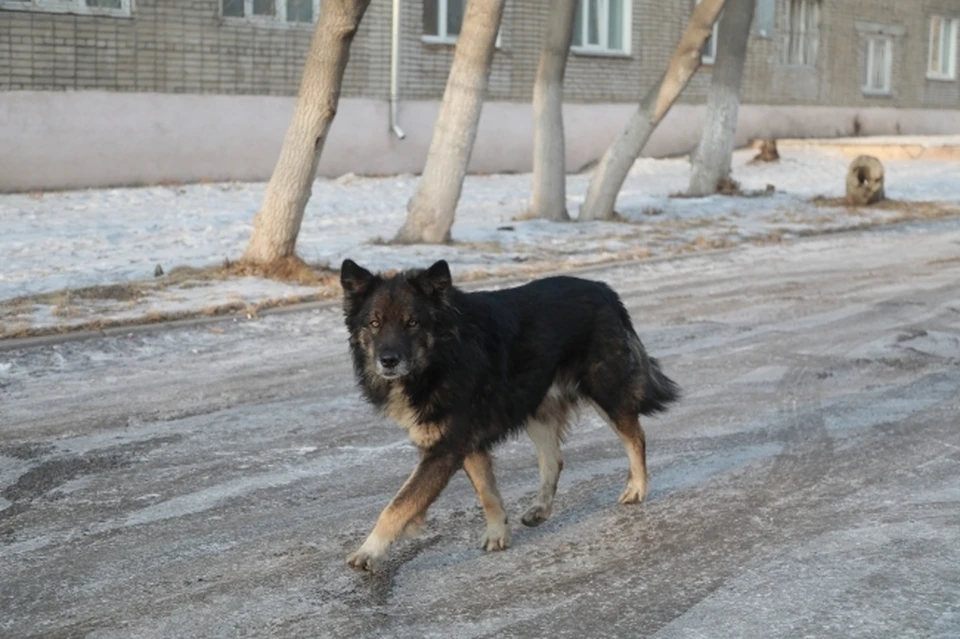 Власти избавят Левенцовку от бродячих собак