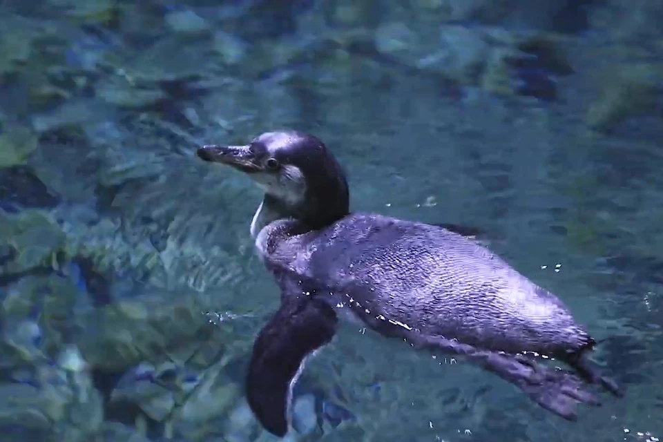 Пингвинята, родившиеся в Приморском океанариуме, учатся плавать. Скриншот видео: сайт primocean.ru