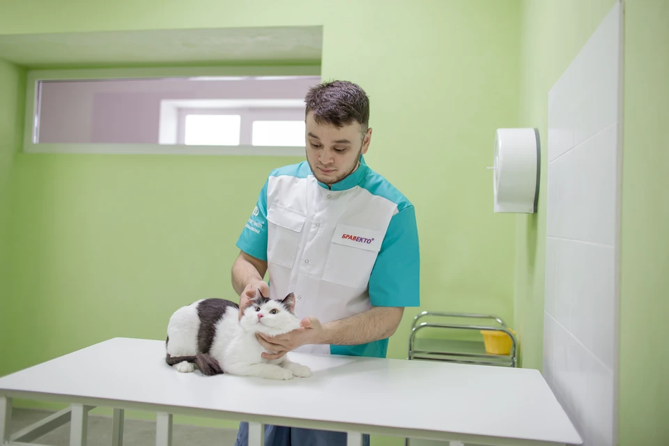 Баграт Агажанов - главный врач клиники «Добрый хвост».