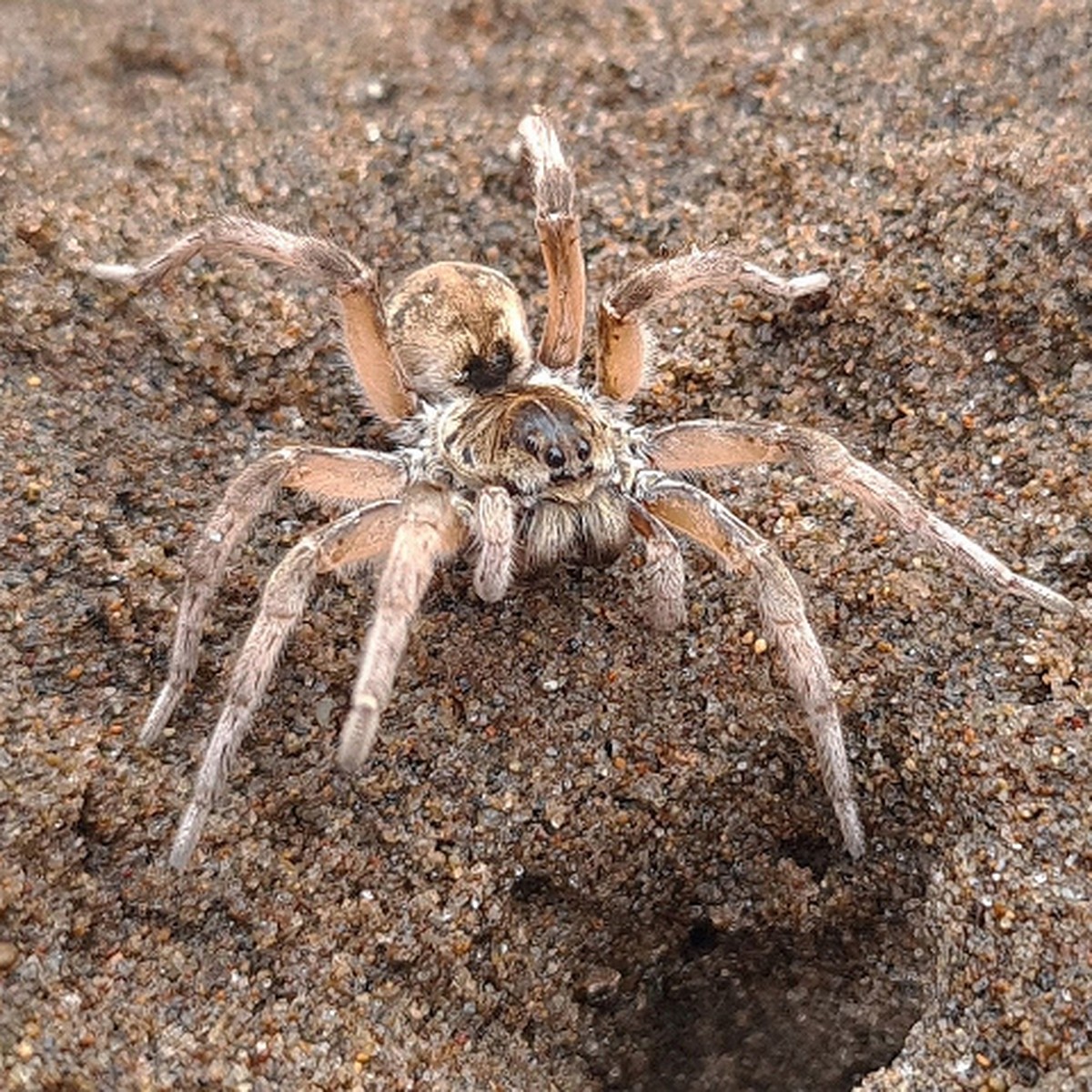 Редких ядовитых тарантулов-волков нашли ученые на пляжах Сахалина - KP.RU