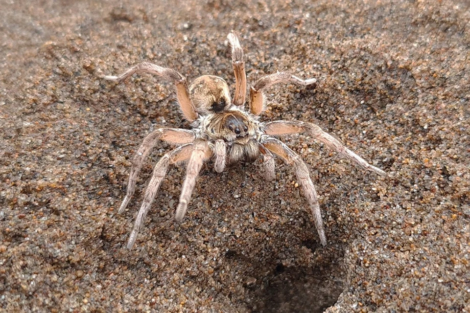 Самка паука-тарантула у своей норы на песчаном пляже южнее Шебунино на юго-западном побережье острова Сахалин. Фото: сахалинский краеведческий музей