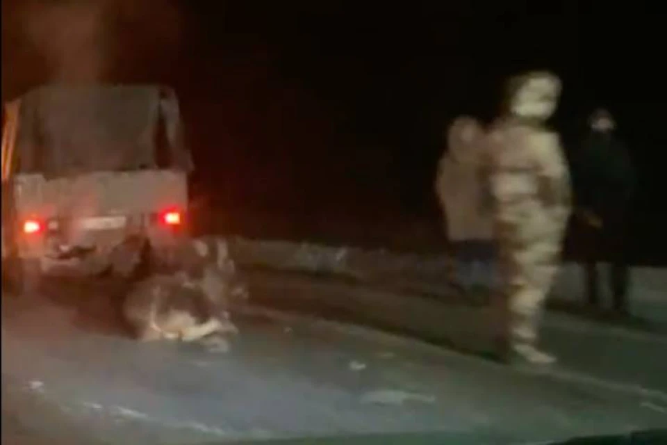 Маленького лосенка сбили под Петербургом