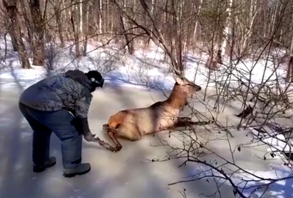 Фото: скриншот из видео, Федеральное государственное бюджетное учреждение "Сихотэ-Алинский государственный природный биосферный заповедник имени К.Г. Абрамова