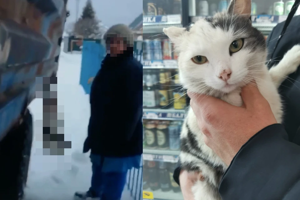 Кошку спасли подростки, а приютили зоозащитники. Фото: предоставлено героями публикации