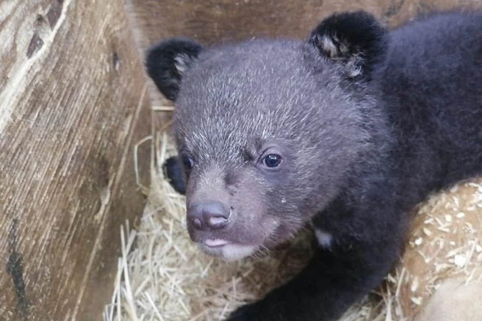 Малыша нашли и привели в центр для оказания помощи. Фото: instagram/siberiantiger_center