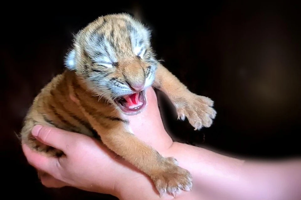 Один из новорожденных тигрят. Фото: предоставлено "КП"-"Иркутск" Дмитрием Кимом