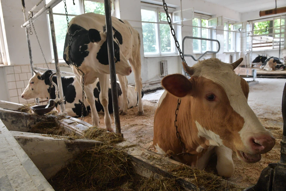 О пополнении поголовья крупного рогатого скота