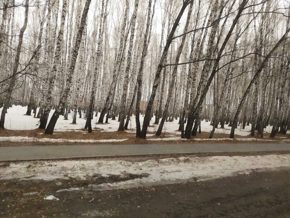 На Тюмень надвигается дождь со шквалистым ветром.