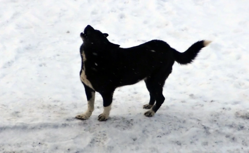 В Губкинском неизвестные живодеры на снегоходе стреляют в собак