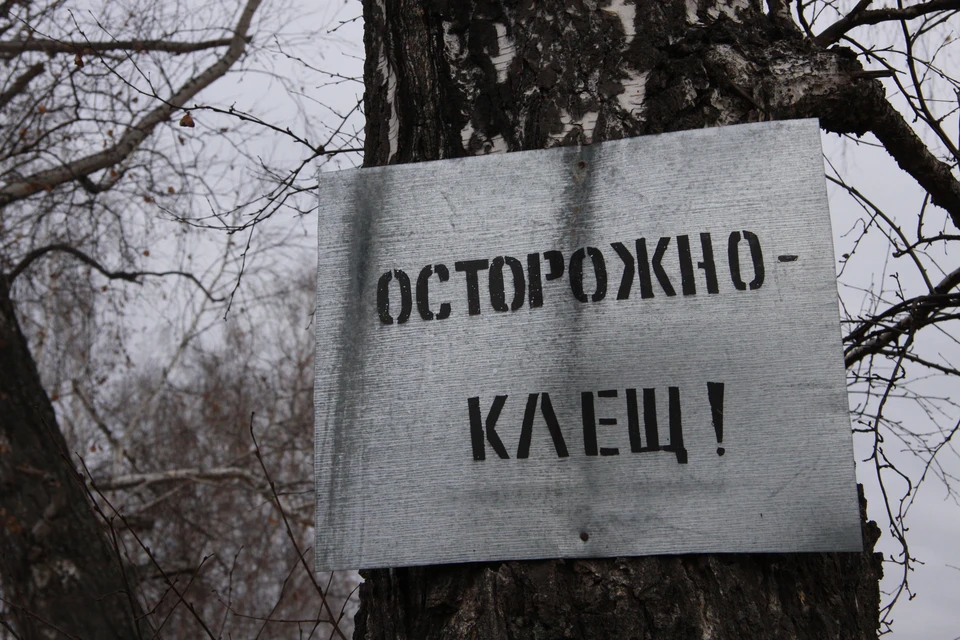 Алтайский край относится к регионам, который является природным очагом клещевого энцефалита