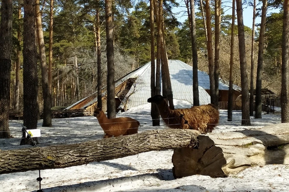 Животных в Новосибирском зоопарке будут охранять электропастухи. Фото: "Сибкрай".