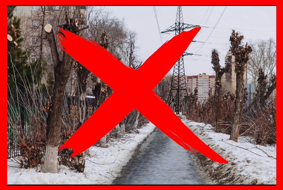 В Тюмени подрядчики неправильно обрезают деревья.