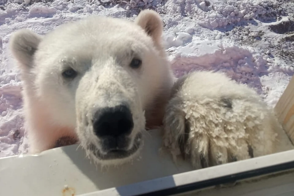 На севере Красноярского края вахтовики спасли белого медвежонка. Фото: страница на Фейсбуке Андрея Горбаня