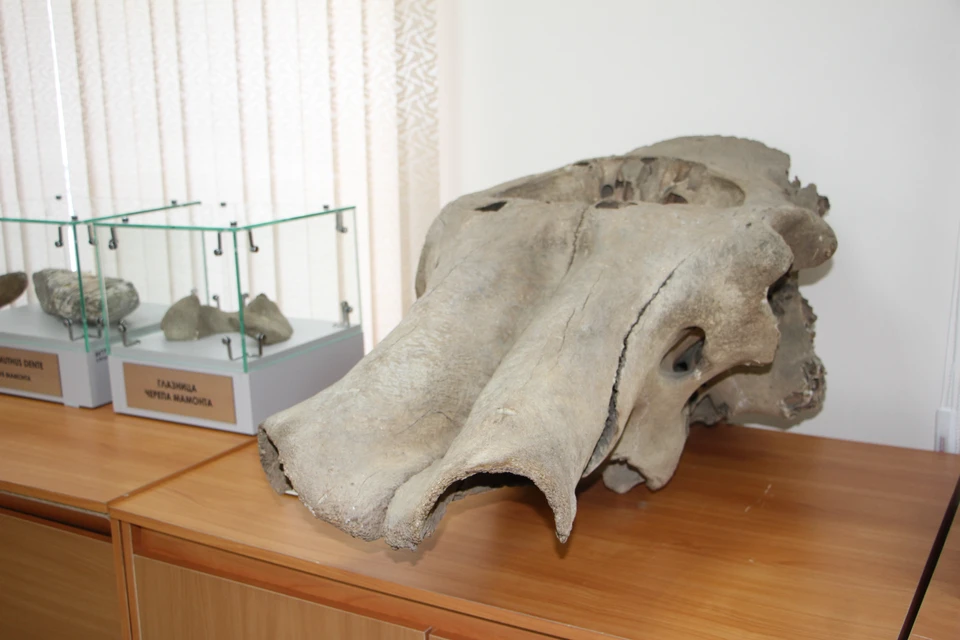 В ДальГАУ один из самых примечательных экспонатов - это череп мамонта