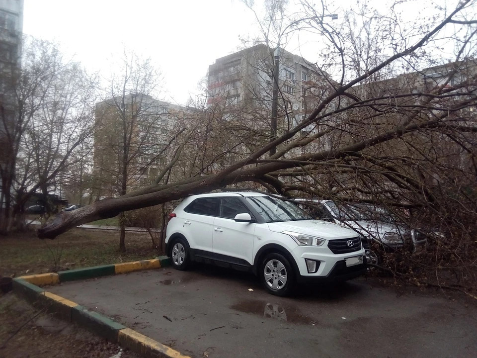На улице Тропинина дерево упало прямо на машины. Фото: паблик "Злой нижегородец"