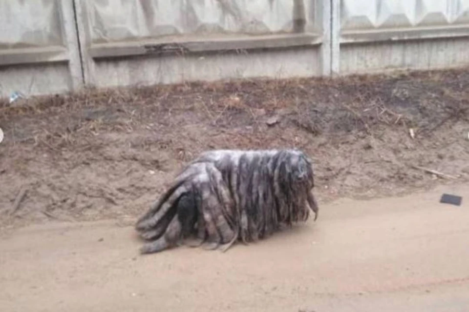 "Это что за чудовище?": в Бурятии волонтеры спасают собаку от собственной шерсти