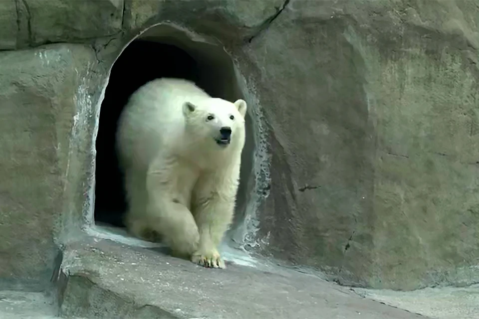 В московский зоопарк привезли. Московский зоопарк белые медведи вольер. Московский зоопарк белый медведь позирует и играет с трубой.