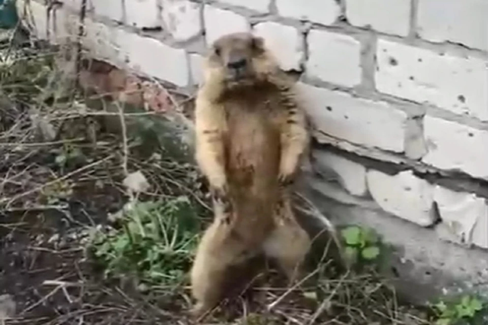 Сибиряк снял на видео редкого сурка. Фото: стоп-кадр.