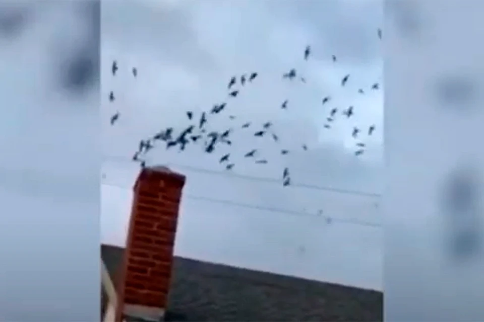 В США сотни перелетных птиц проникли в жилой дом через каминную трубу .