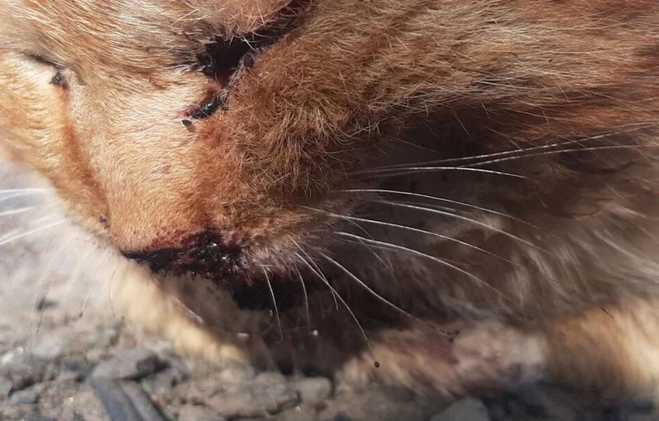 В Тюмени собирают деньги на лечение кота Петьки с переломом верхней челюсти. Фото: https://vk.com/club197064887