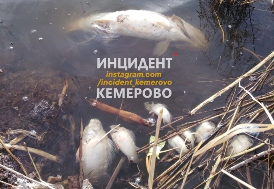В кузбасском озере погибла вся рыба. Фото: Инцидент Кемерово.