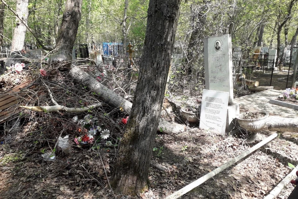 Спиленные деревья и мешки мусора брошены прямо на могилы