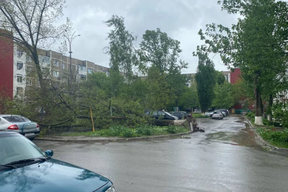 В разных частях города рухнули целые деревья, падали ветки Фото: группа в Instagram "Типичный Волгодонск"