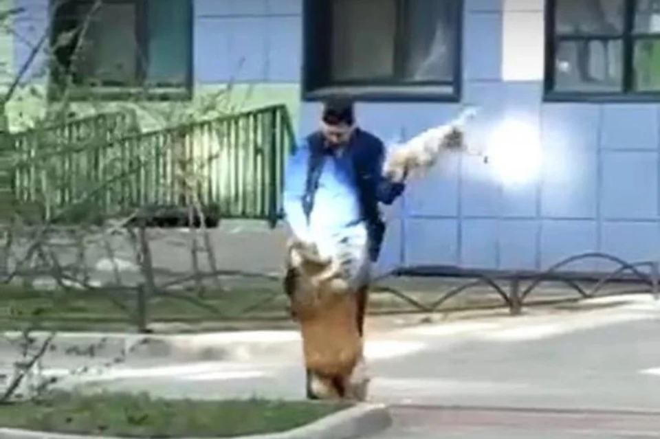 В Петербурге задержали живодера, избившего своих собак на глазах у прохожих. Фото: СОЦСЕТИ