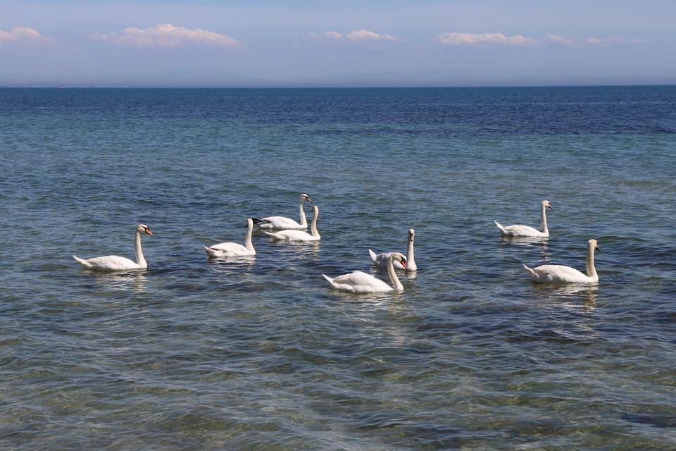 Вода в Черном море у берегов Крыма не выше +16°.