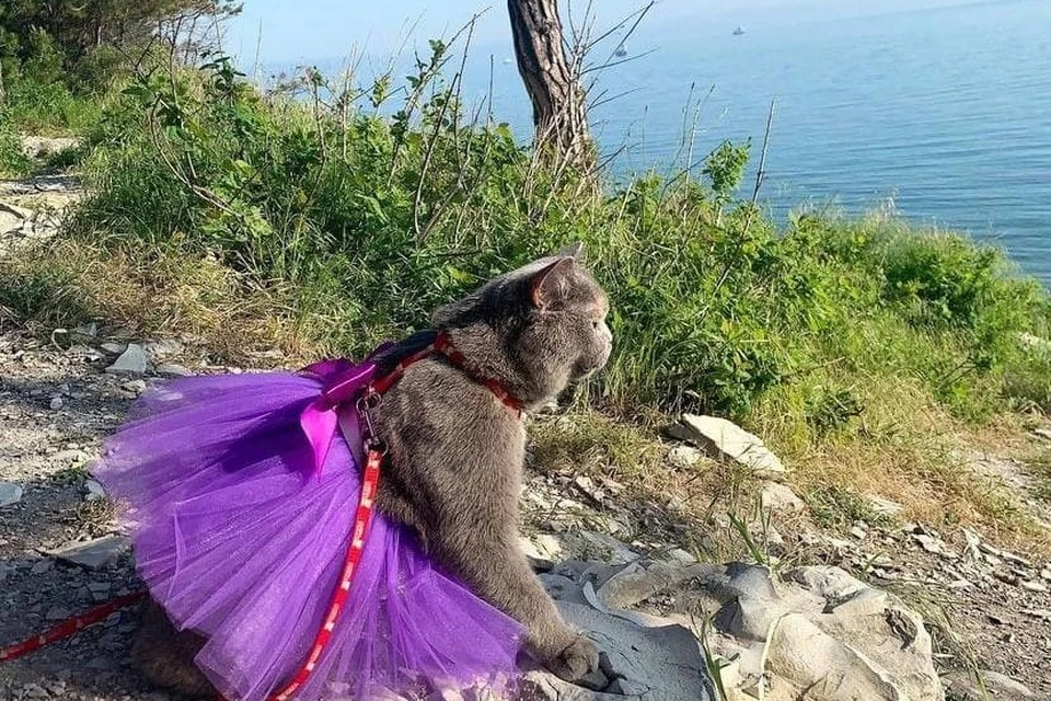 Дымка выбралась к морю на выходные. Фото: https://www.instagram.com/my_grey__cat2020/