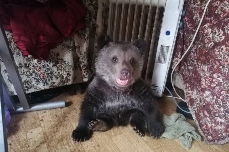 Медвежок рожденный в цирковой семье попал в реабилитационный центр в Ленобласти