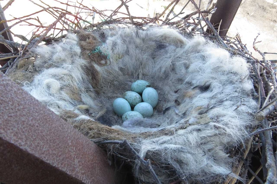 Гнездо для несушек своими руками с удобным яйцесборником | Пикабу