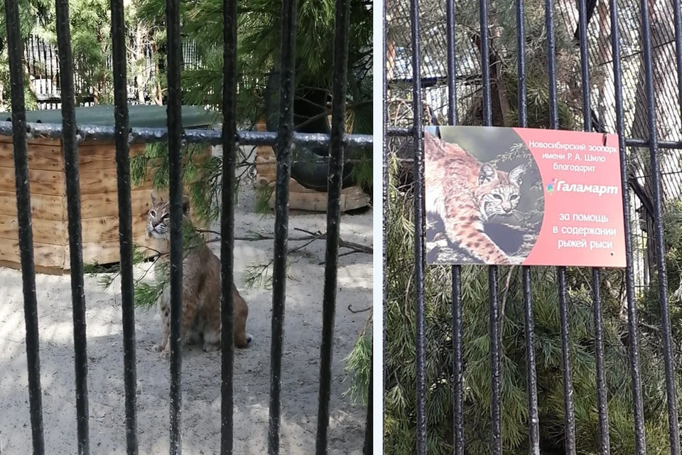 У рыси из новосибирского зоопарка появились новые покровители. Фото предоставлено пресс-службой «Галамарт».