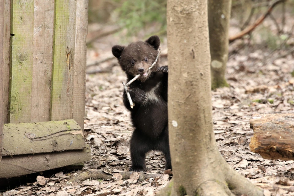 Теперь медвежата понемногу исследуют лес и привыкают к дикой природе. Фото: vk.com/obrcrussia