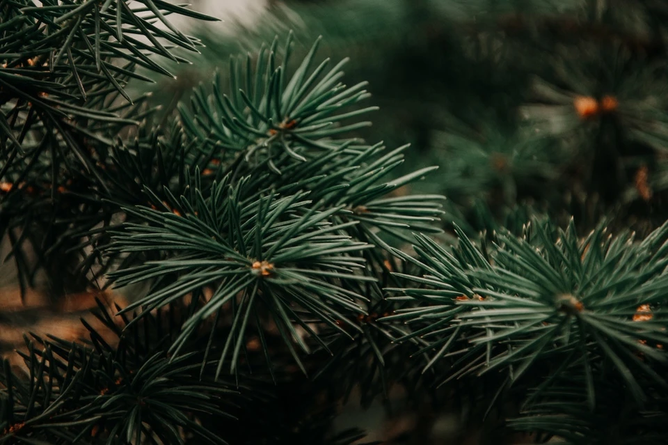 Фото: pexels.com