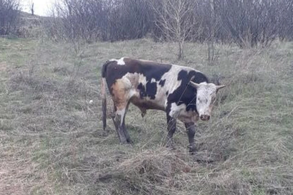 Выпускайте бычка: спасатели из Иркутской области вытащили попавшее в беду животное со дна колодца