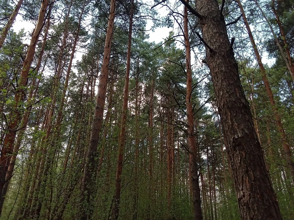 В Муравленко расследуют незаконную вырубку деревьев