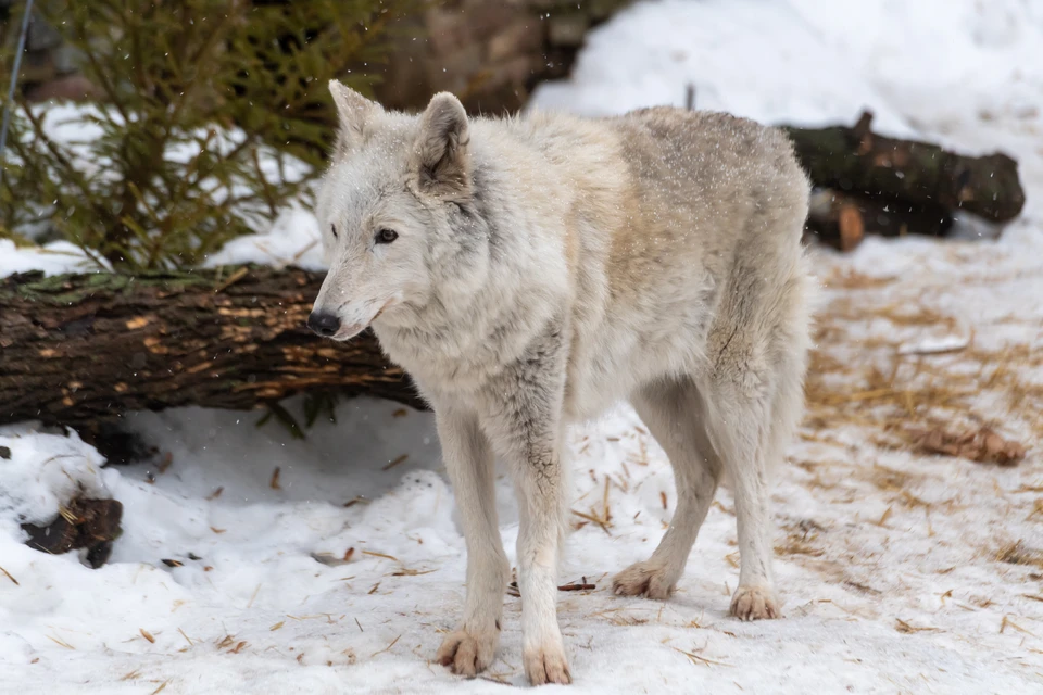 Голодный волк украл пять животных в поселке Ленобласти