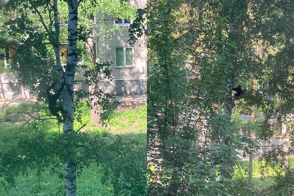 Обезьянка прыгала по березам в Академгородке. Фото: предоставлено Ириной Соловьевой.