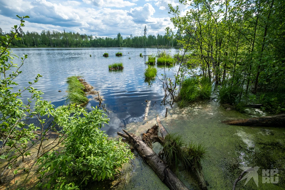 Губернатор Николай Любимов уверен, что Рязанскую землю можно сделать еще комфортнее для людей и каждого обитателя наших лесов, степей, озер, болот и рек.