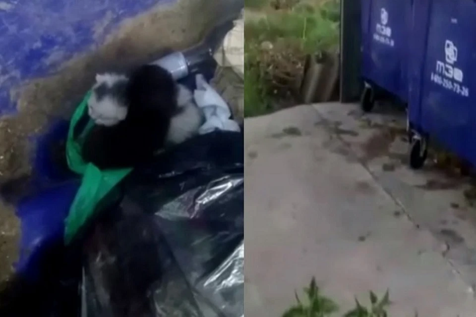 В Тюмени маленьких котят, которых выкинули в мусорку, чуть не отправили под пресс. Скриншот из видео.