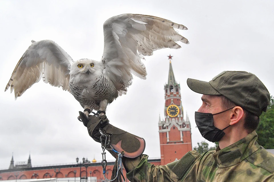 Полярная сова Буран - новый пернатый защитник Московского кремля, подопечный специальной орнитологической службы.