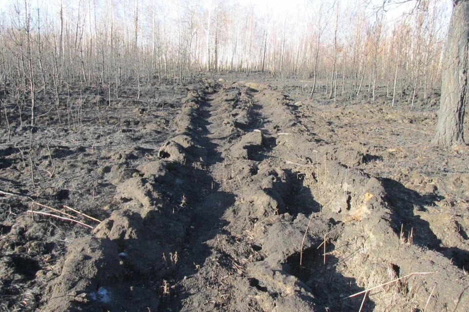 Тюменский грибник выплатит 770 тысяч рублей за сожженный лес.