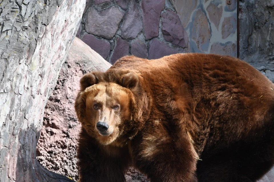 Ночевать в палатках на КБЖД нельзя: сотрудники нацпарка предупреждают туристов о медведях