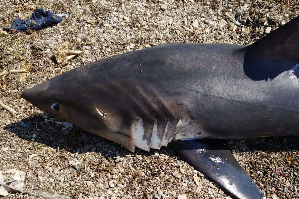 Очевидцы обнаружили сегодня, 23 июня, выброшенную на побережье Холмского района лососевую акулу