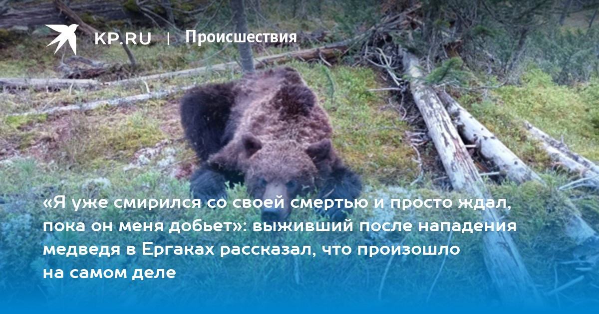 Почему медведи умирают. Нападение медведя в Ергаках.