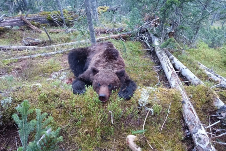 Тот самый медведь, напавший на туристов фото: природный парк "Ергаки"