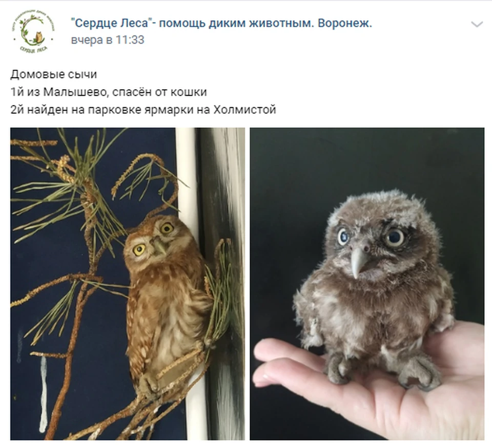 Сычата теперь, к счастью, попали в добрые руки.