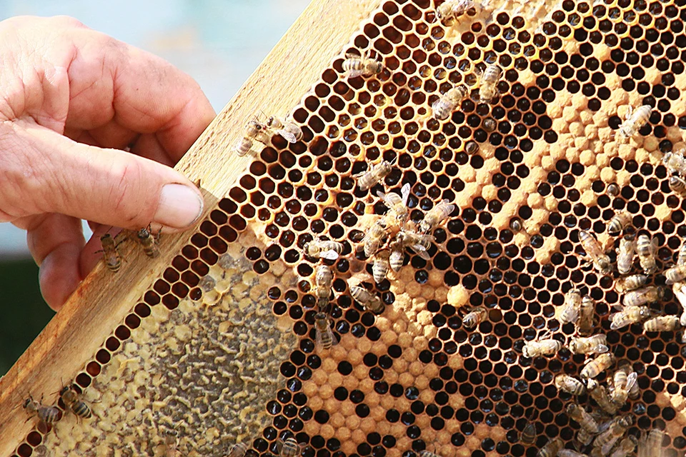 В России взялись за охрану пчел, вступил в силу федеральный закон "О пчеловодстве".